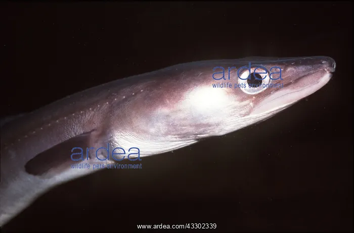 : CONGER EEL - C / U HEAD : CONGER EEL - C / U HEAD
