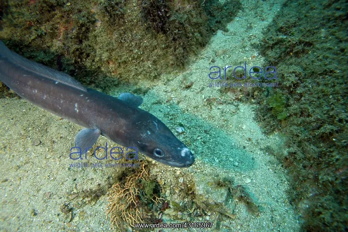 : Conger eel Conger conger Le Scole southern cape Giglio Islan : Conger eel Conger conger Le Scole southern cape Giglio Islan