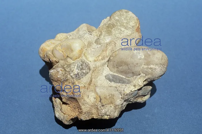: Conglomerate : Conglomerate