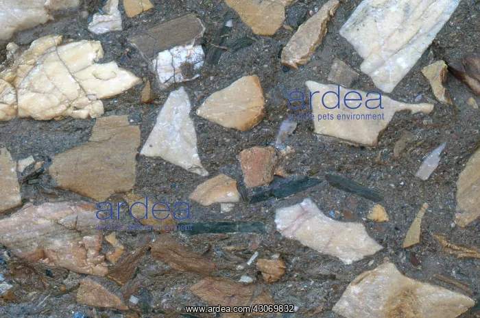 : Conglomerate in Death Valley : Conglomerate in Death Valley