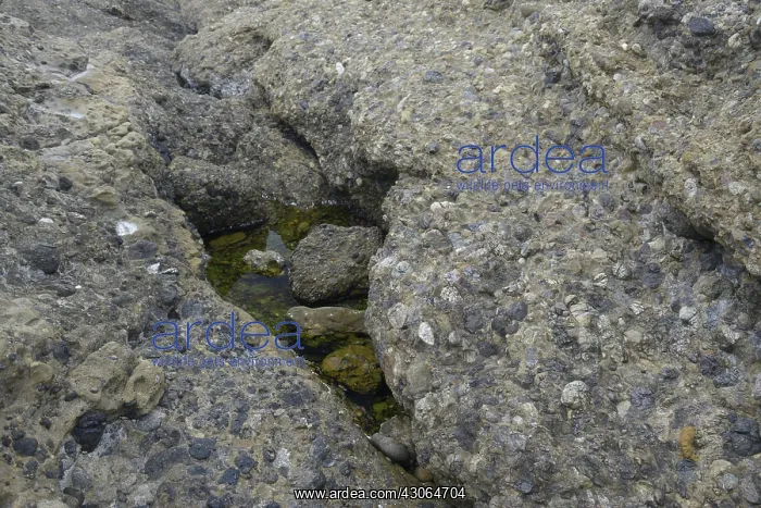 : Conglomerate Rock : Conglomerate Rock