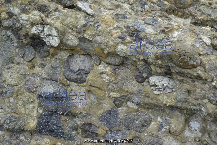 : Conglomerate Rock : Conglomerate Rock
