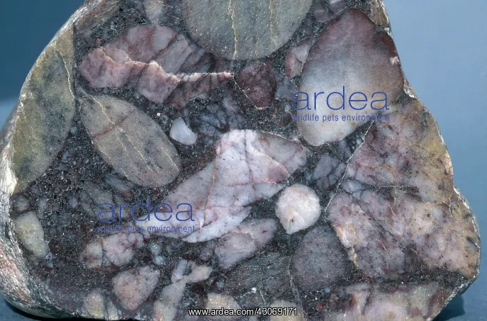 : Conglomerate Rock : Conglomerate Rock