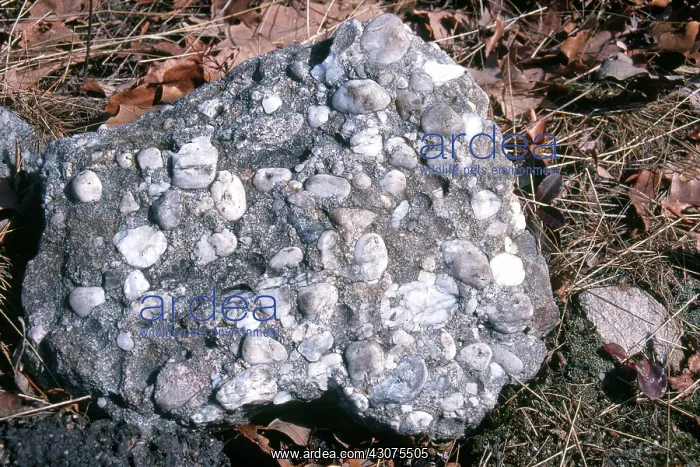 : Conglomerate Rock : Conglomerate Rock