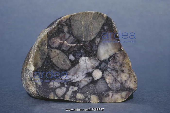 : Conglomerate Rock : Conglomerate Rock