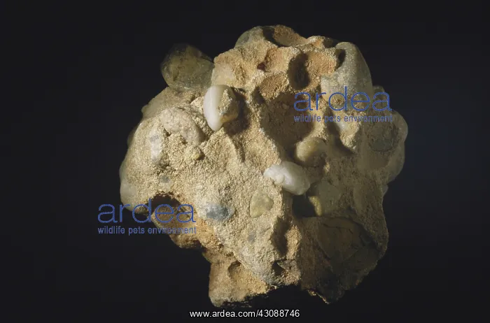 : Conglomerate Rock : Conglomerate Rock