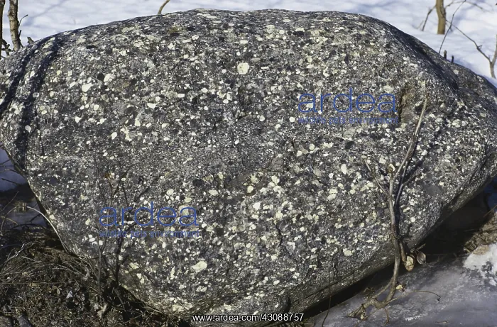 : Conglomerate Rock : Conglomerate Rock