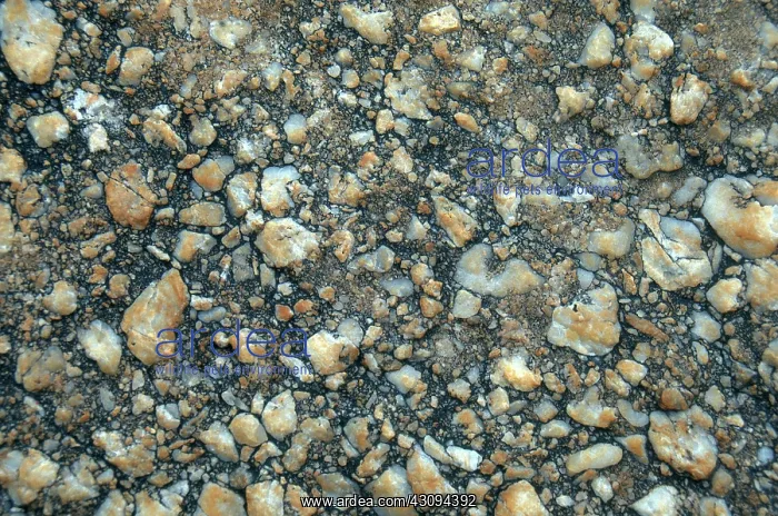 : Conglomerate Rock : Conglomerate Rock