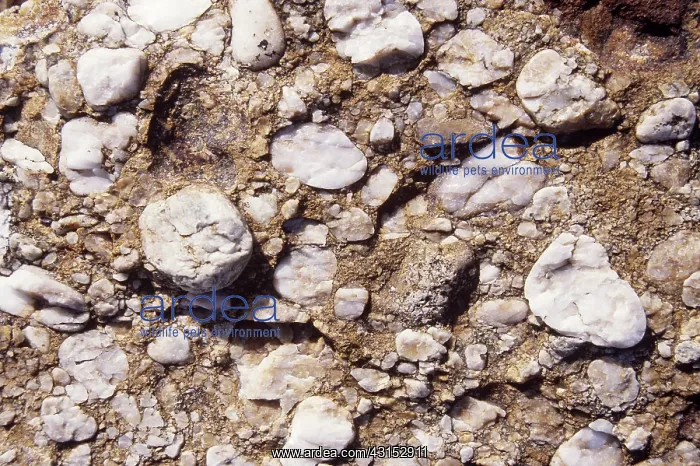 : Conglomerate Rock : Conglomerate Rock