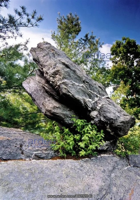 : Conglomerate Rock Formation : Conglomerate Rock Formation