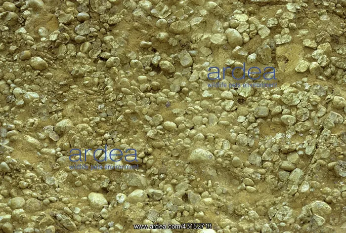 : Conglomerate rock, Malaysia : Conglomerate rock, Malaysia