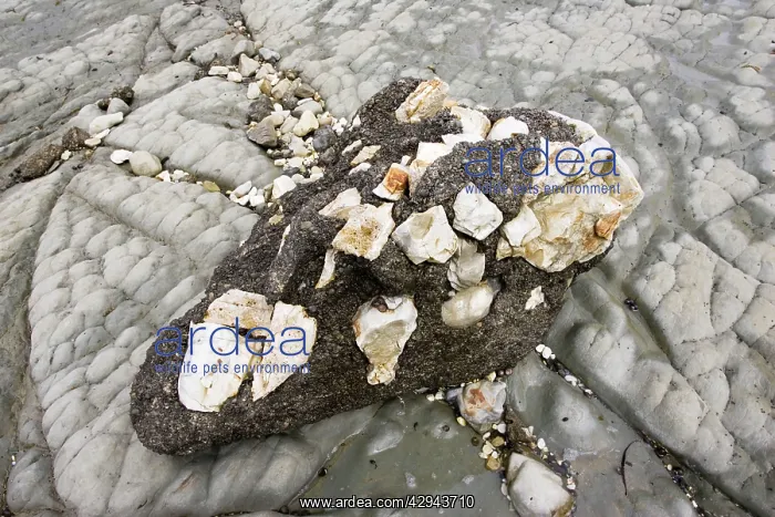: Conglomerate rocks - on coast of Kaikoura : Conglomerate rocks - on coast of Kaikoura