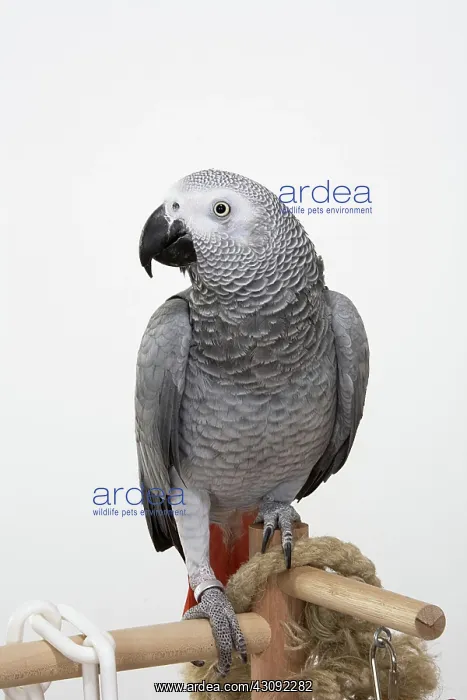 : Congo African Grey Parrot : Congo African Grey Parrot