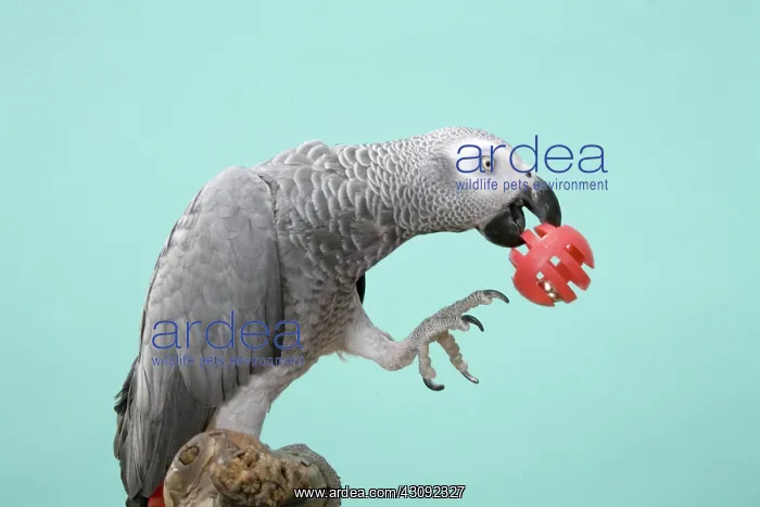 : Congo African Grey Parrot with Ball : Congo African Grey Parrot with Ball