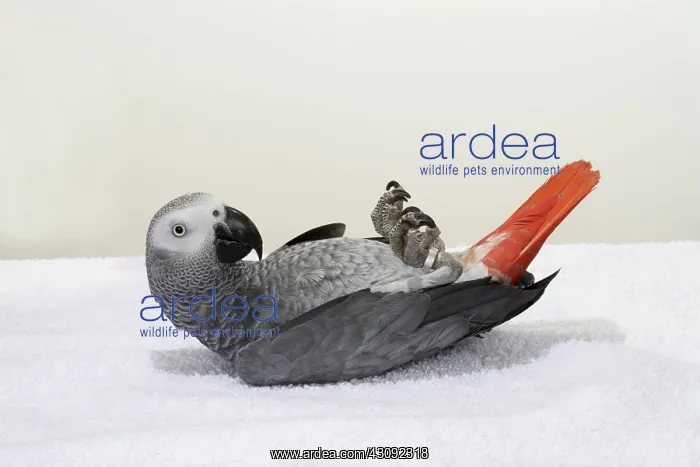 : Congo African Grey Parrot Playing ^Dead^ : Congo African Grey Parrot Playing ^Dead^