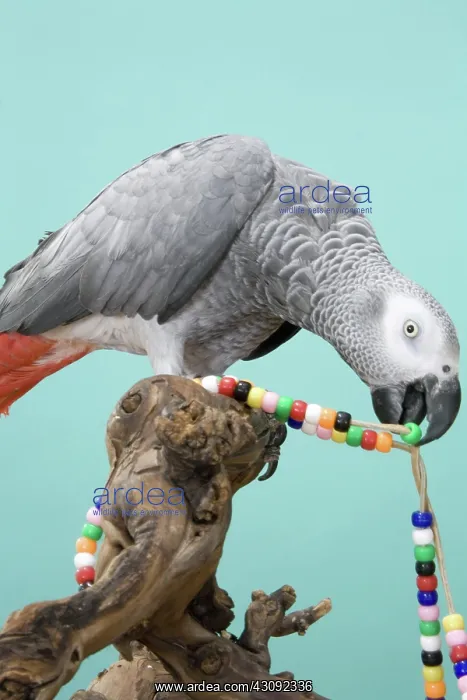 : Congo African Grey Parrot with a String of Beads : Congo African Grey Parrot with a String of Beads