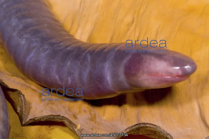 : Congo Caecilian : Congo Caecilian