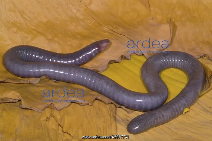 : Congo Caecilian : Congo Caecilian