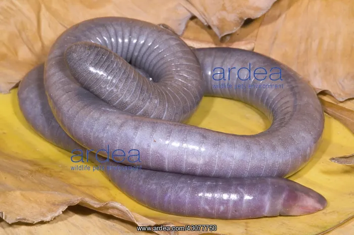 : Congo Caecilian : Congo Caecilian