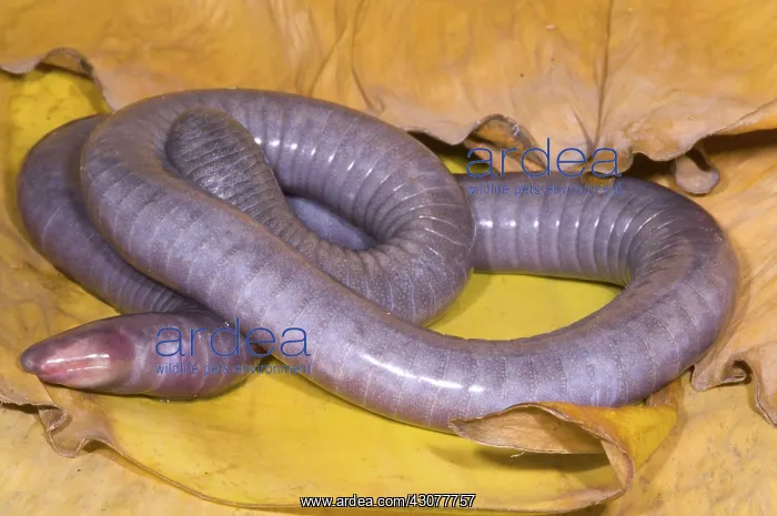 : Congo Caecilian : Congo Caecilian