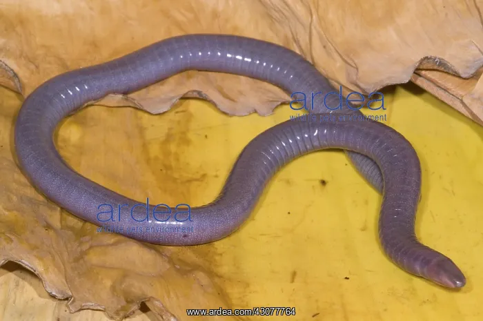 : Congo Caecilian : Congo Caecilian