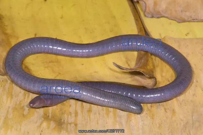 : Congo Caecilian : Congo Caecilian