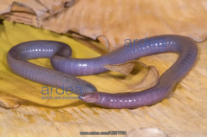 : Congo Caecilian : Congo Caecilian