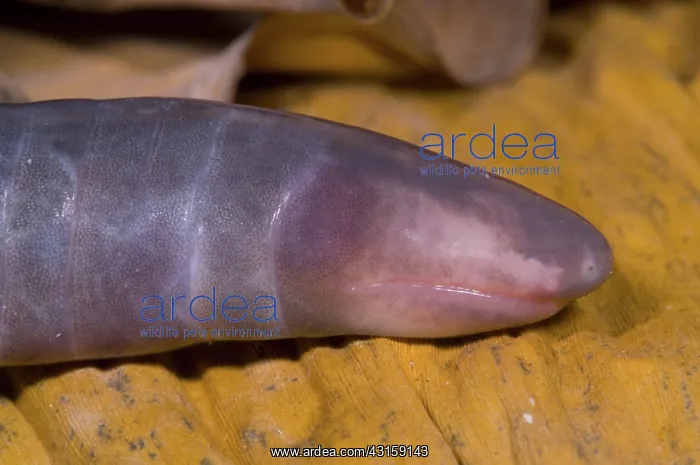 : Congo Caecilian : Congo Caecilian