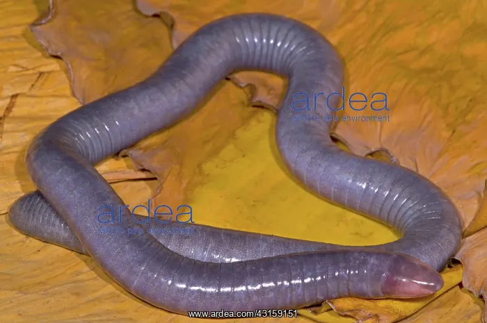  : Congo Caecilian
