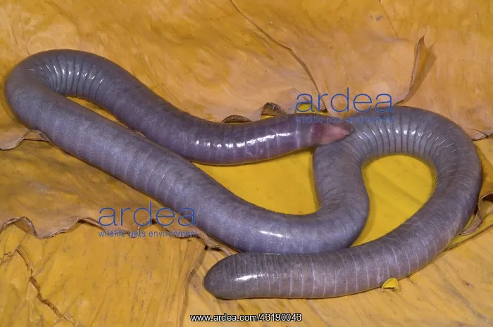 : Congo Caecilian : Congo Caecilian