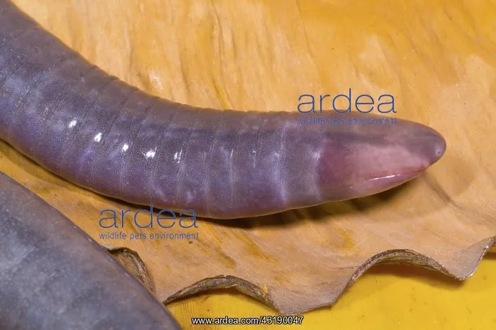  : Congo Caecilian
