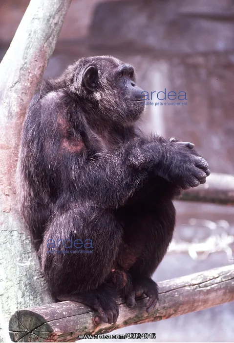 : Congo CHIMPANZEE - sitting : Congo CHIMPANZEE - sitting