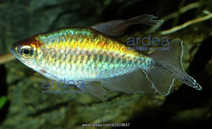 : Congo Tetra : Congo Tetra
