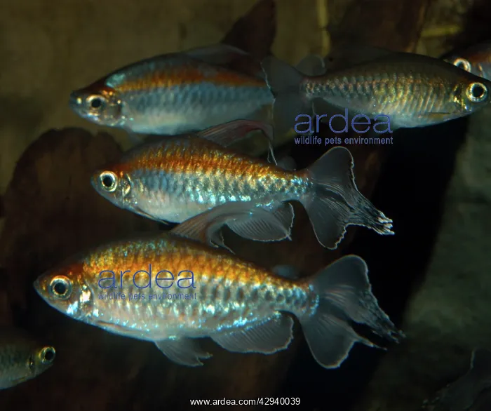: Congo tetra : Congo tetra