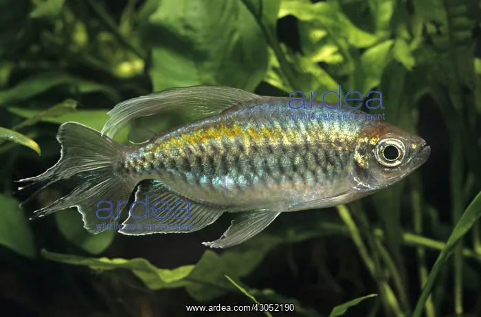 : Congo tetra : Congo tetra