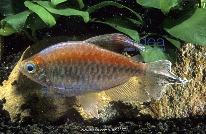 : Congo tetra : Congo tetra