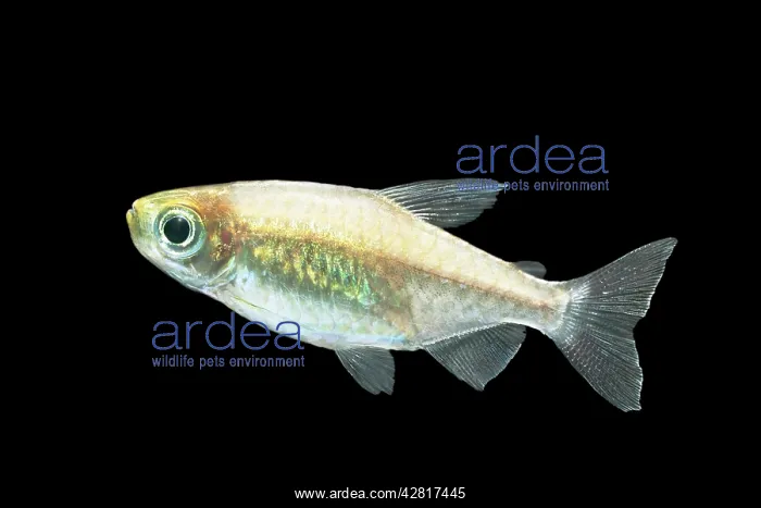 : Congo Tetra Fish : Congo Tetra Fish