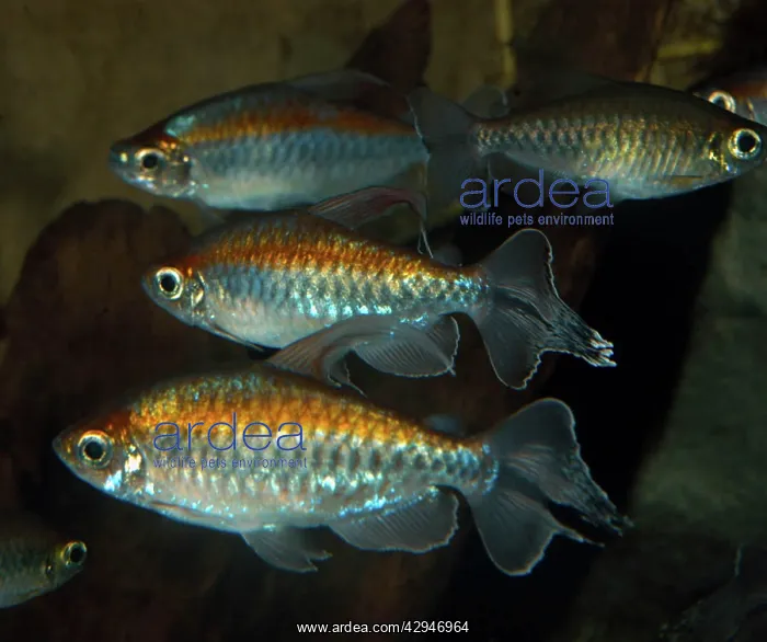 : Congo Tetra - freshwater fish : Congo Tetra - freshwater fish