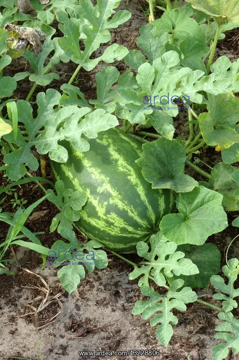 : Congo Watermelon : Congo Watermelon