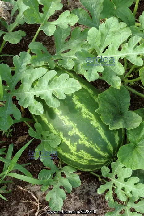 : Congo Watermelon : Congo Watermelon