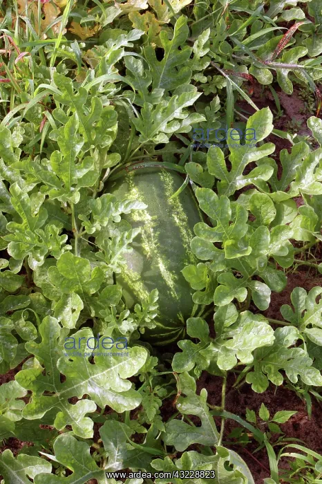 : Congo Watermelon : Congo Watermelon
