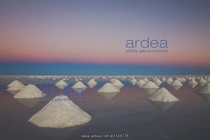 : Conical mounds of salt reflected in shallow water at sunset : Conical mounds of salt reflected in shallow water at sunset