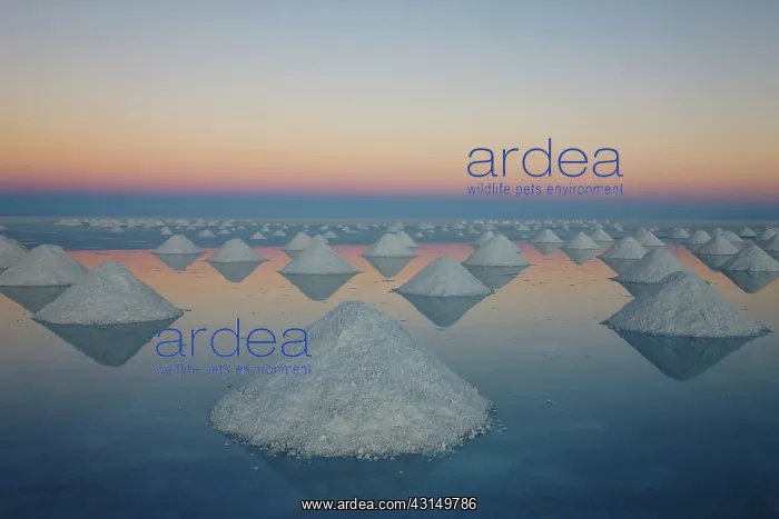 : Conical mounds of salt reflected in shallow water at sunset : Conical mounds of salt reflected in shallow water at sunset
