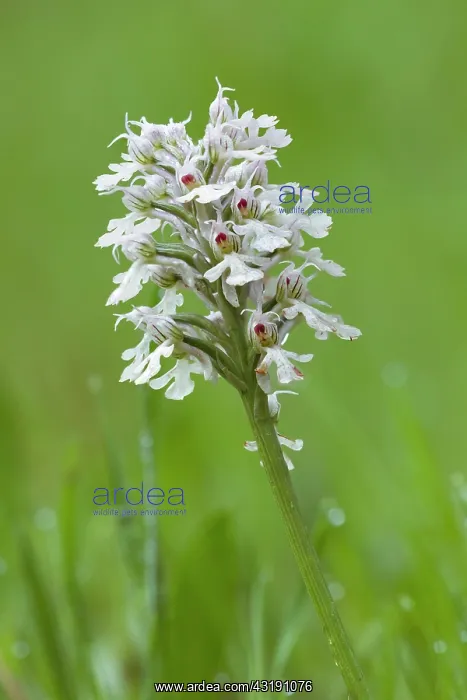: Conical Orchid : Conical Orchid