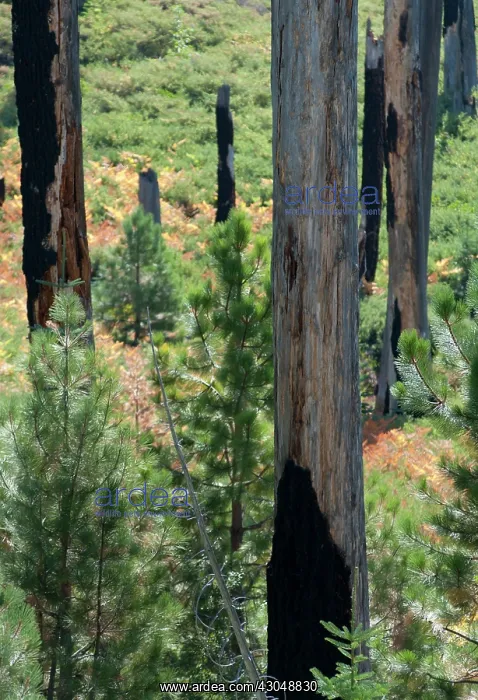 : Conifer : Conifer