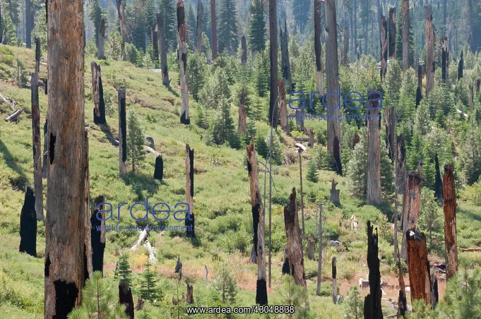 : Conifer : Conifer