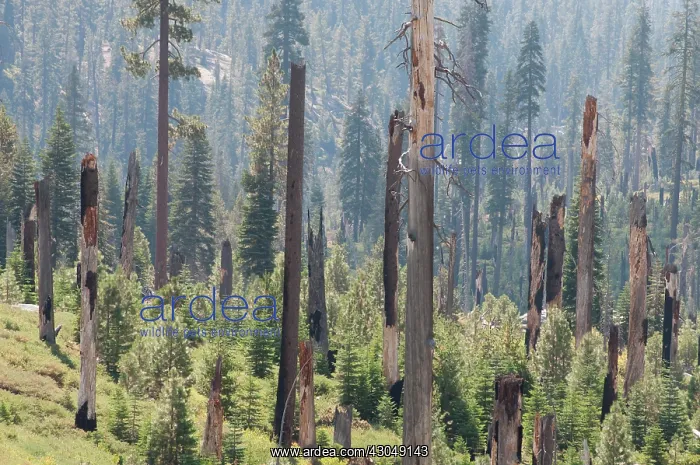 : Conifer : Conifer