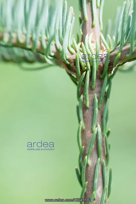 : Conifer : Conifer