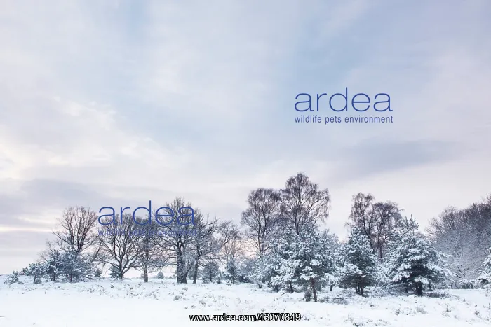 : Conifer. Snow-covered winter landscape with unidentified trees and moorland at sunrise : Conifer. Snow-covered winter landscape with unidentified trees and moorland at sunrise