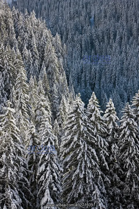 : Conifer forest in fresh snow in Kiental : Conifer forest in fresh snow in Kiental